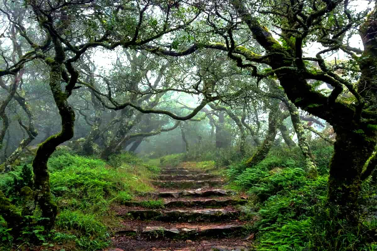 Floresta reliquia - Bussaco