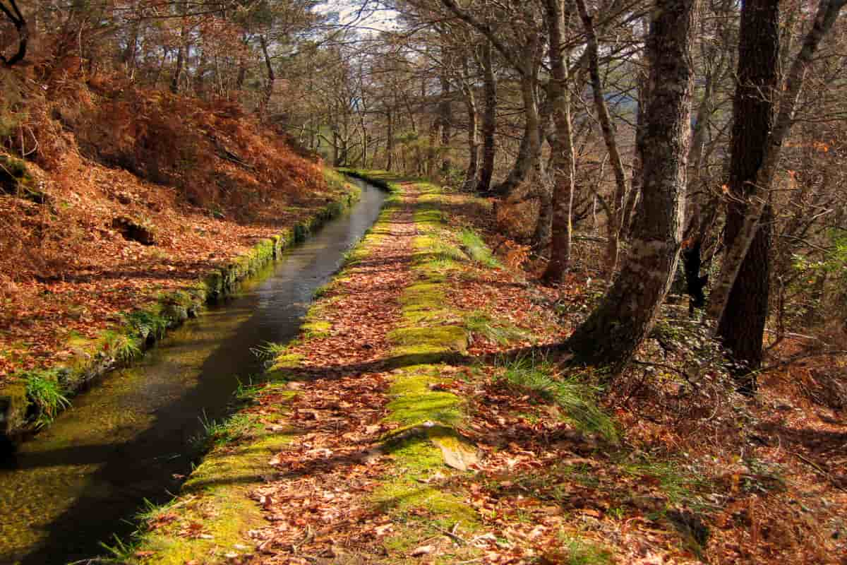 Levada e floresta no outono